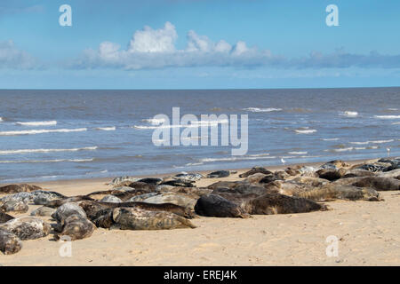 Graue Dichtung, Halichoerus Grypus, an den Stränden der Zucht bei Horsey, Norfolk, Großbritannien. Stockfoto