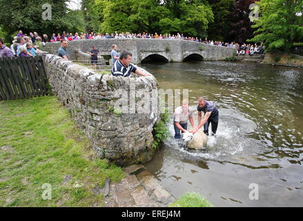 Schafe werden in den Fluss Wye im Ashford-in-the-Water von Sheepwash Brücke im Peak District National Park, Derbyshire, UK getaucht. Stockfoto