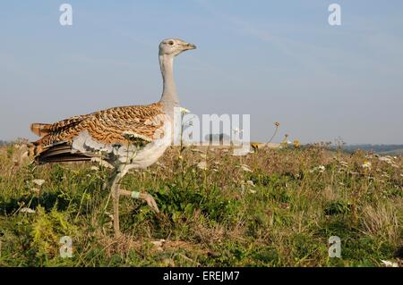 Vor kurzem veröffentlicht junge Großtrappen (Otis Tarda) zu Fuß auf Salisbury Plain Ackerland, Teil einer Wiedereinführung-Projekt. Stockfoto