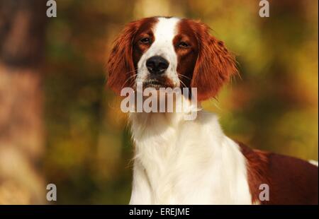 Irish Red and White Setter Portrait Stockfoto