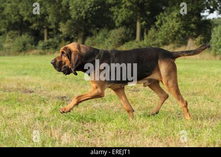 Walking-Bloodhound Stockfoto