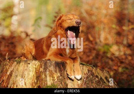 Nova Scotia Duck Tolling Retriever liegend Stockfoto