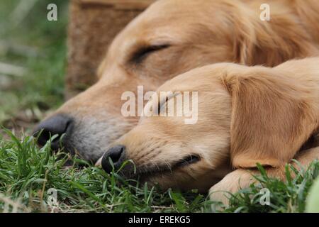 Golden Retriever Stockfoto