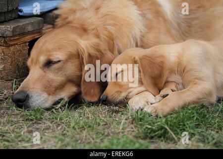 Golden Retriever Stockfoto