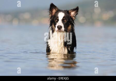 Baden Australian-Shepherd-Border-Collie-Mischling Stockfoto