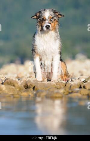 Australian-Shepherd-Border-Collie-Mischling zu sitzen Stockfoto