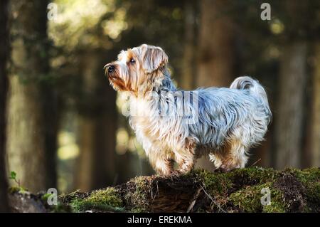 Yorkshire Terrier stehend Stockfoto