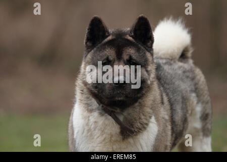 American Akita-Portrait Stockfoto