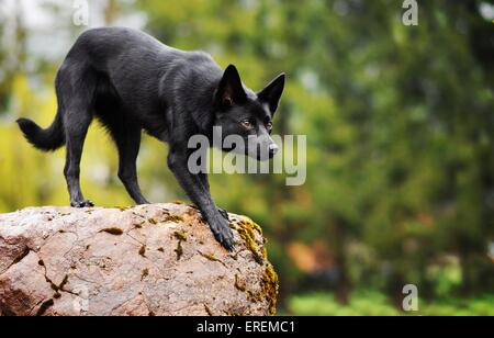 stehende Australian Kelpie Stockfoto