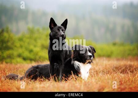 2 Hunde Stockfoto