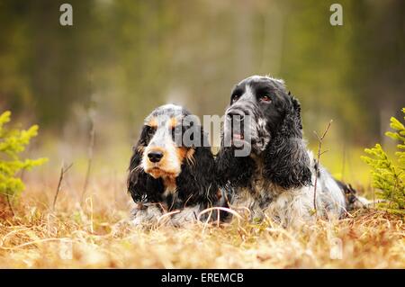 2 Englisch Cocker Spaniels Stockfoto