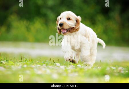 Englischer Cocker Spaniel Welpen Stockfoto