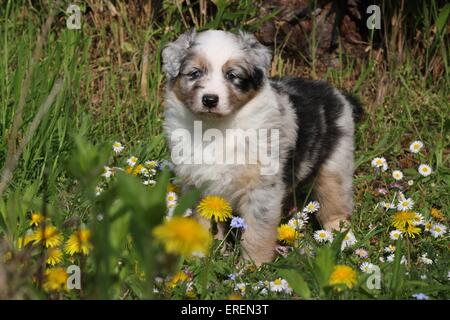 Australian Shepherd Welpen Stockfoto