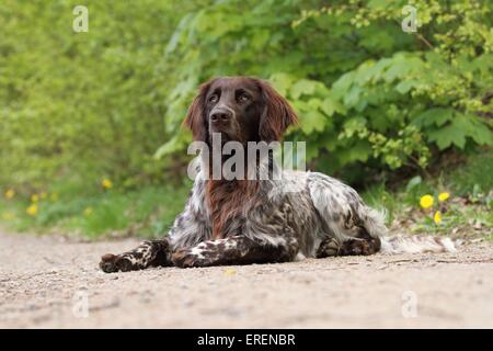 liegenden deutschen langhaarigen Zeiger Stockfoto