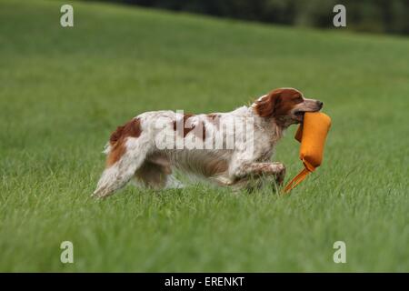 Abrufen von Epagneul Breton Stockfoto