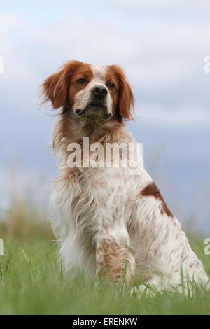Epagneul Breton sitzen Stockfoto
