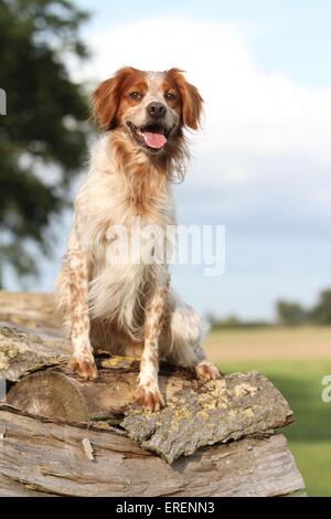 Epagneul Breton sitzen Stockfoto
