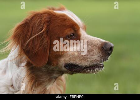 Brittany Spaniel Portrait Stockfoto