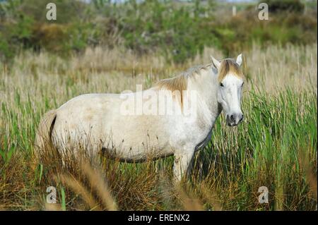 Camarguehorse Stockfoto