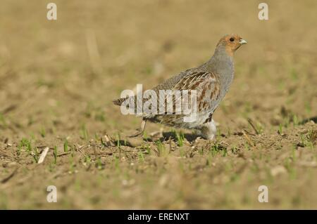 Rebhuhn Stockfoto