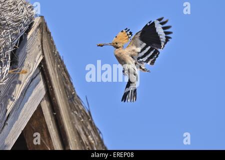 Eurasische Wiedehopf Stockfoto