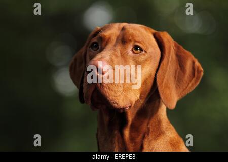 kurzhaarigen Magyar Vizsla-Porträt Stockfoto