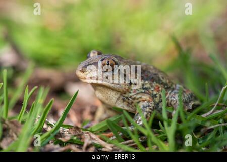 Europäische katzenähnliche Stockfoto