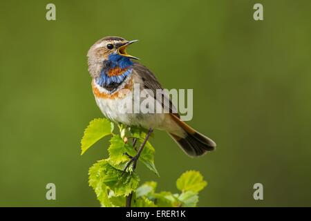 Blaukehlchen Stockfoto