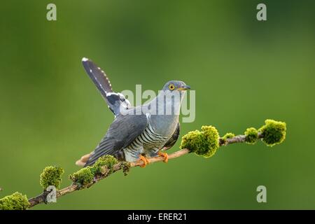 Eurasische Kuckuck Stockfoto