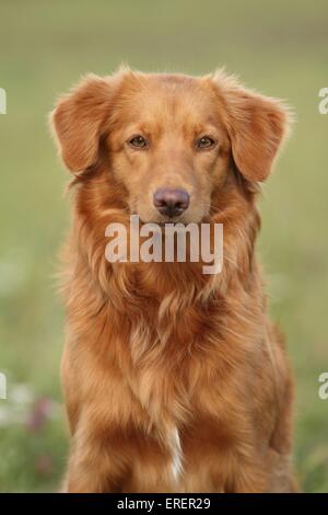 Nova Scotia Duck Tolling Retriever Porträt Stockfoto