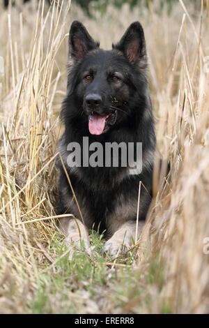 Alt Deutscher Schäferhund liegend Stockfoto