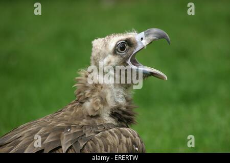 Cinereous vulture Stockfoto