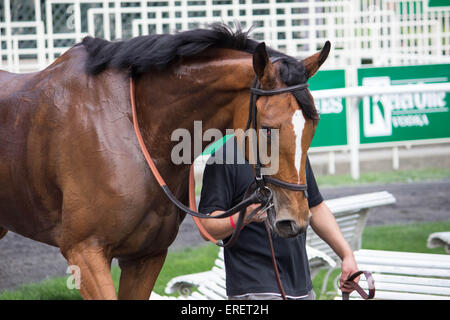 Nach dem Rennen führt ein Trainer sein Pferd auf eine wohlverdiente Ruhe nach einem anstrengenden Tag auf der Rennbahn Belmont Park NY Stockfoto