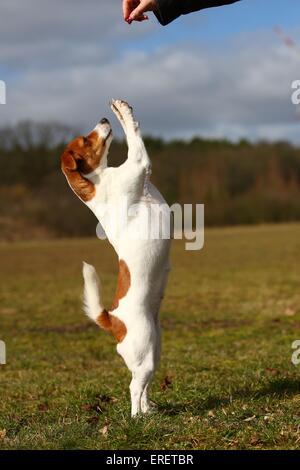 Jack Russell Terrier zeigt trick Stockfoto