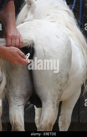 Kranken pony Stockfoto