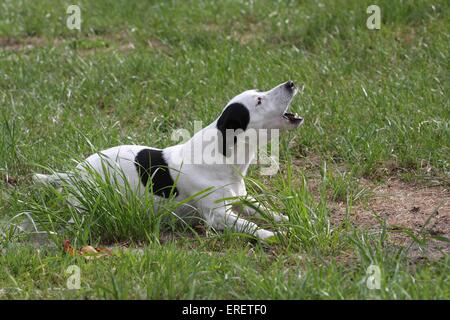 bellen Jack Russell Terrier Stockfoto
