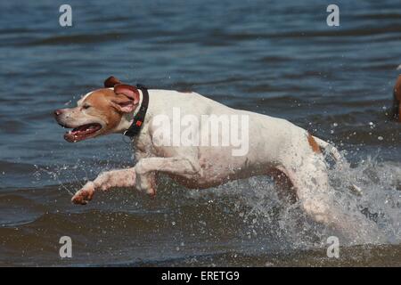 English Pointer Baden Stockfoto