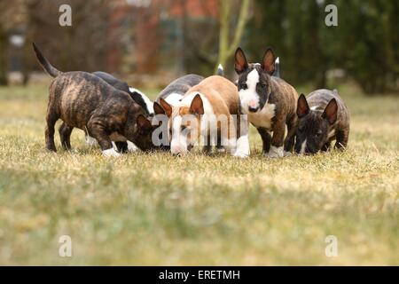 Miniatur Bullterrier Welpen Stockfoto