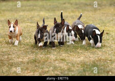 Miniatur Bullterrier Welpen Stockfoto