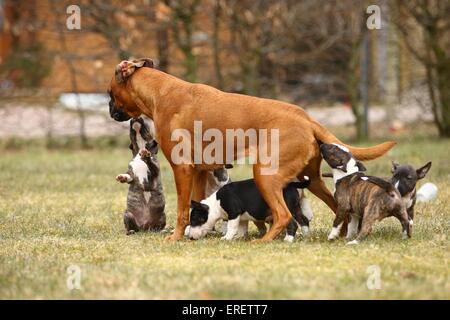 Hunde Stockfoto