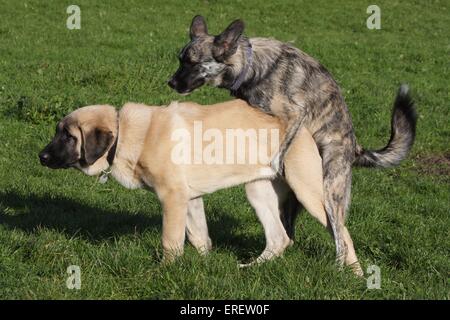 2 Hunde Stockfoto