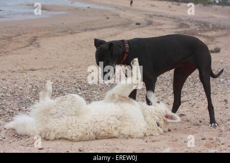 Hunde spielen Stockfoto