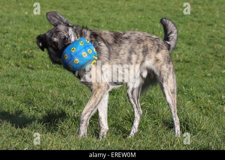Mischling zu spielen Stockfoto