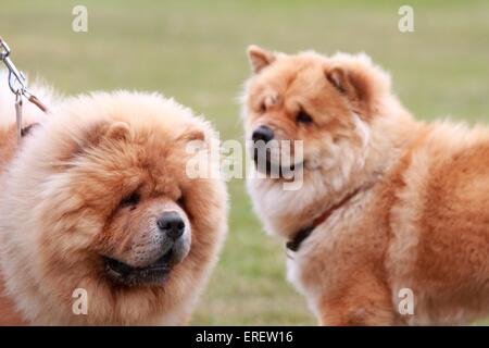 Chow-Chow-Porträt Stockfoto