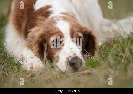 Welsh Springer Spaniel liegend Stockfoto