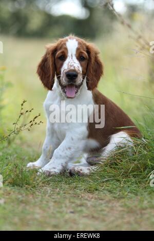 junge Welsh Springer Spaniel Stockfoto