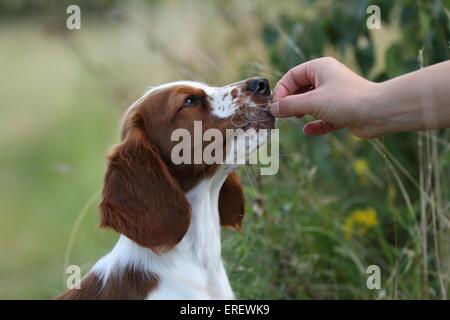 junge Welsh Springer Spaniel Stockfoto