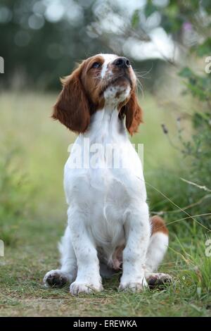 junge Welsh Springer Spaniel Stockfoto