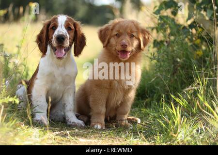 2 Welpen Stockfoto