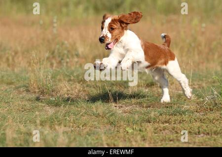 Welsh Springer Spaniel Welpen Stockfoto